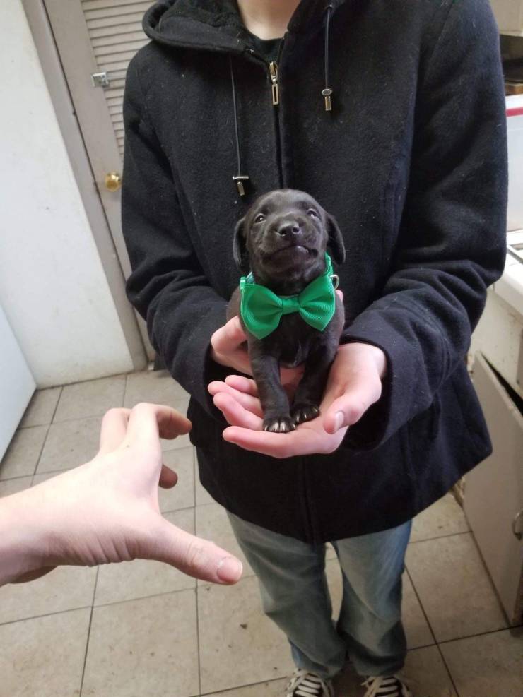 he looks so proud in his little bow tie