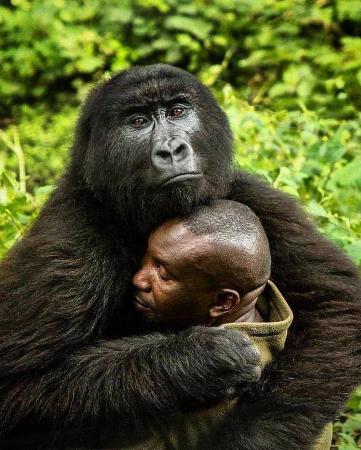 gorilla and human friend