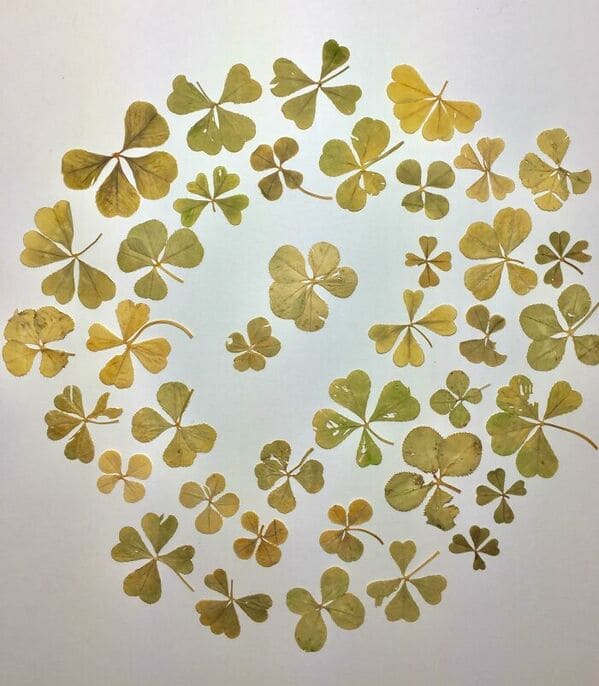 four leaf clover collection