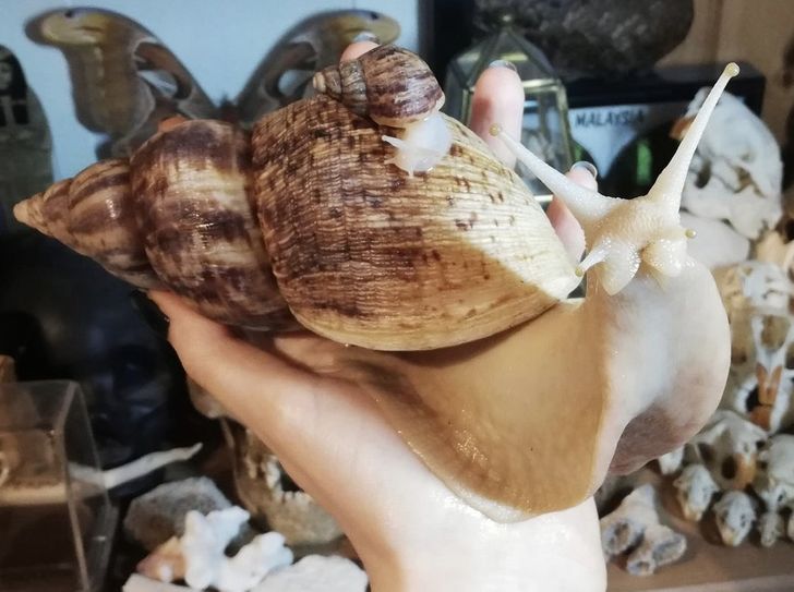 reddit pet snail