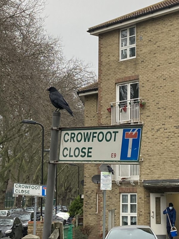 house - we Crowfoot Close E9 Crowfoot Close