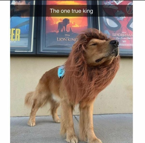 dog - The one true king Yees Er Spiderma Lion King