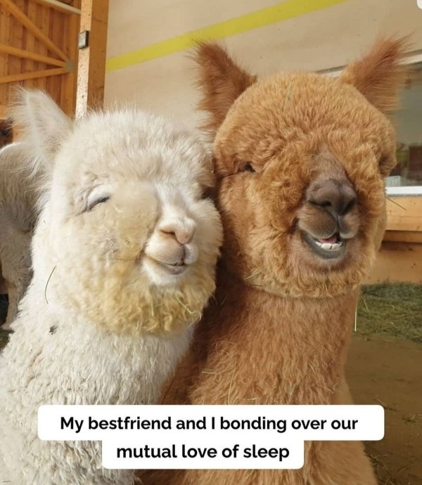 cute baby alpacas - My bestfriend and I bonding over our mutual love of sleep