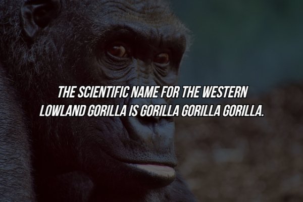 photo caption - The Scientific Name For The Western Lowland Gorilla Is Gorilla Gorilla Gorilla.