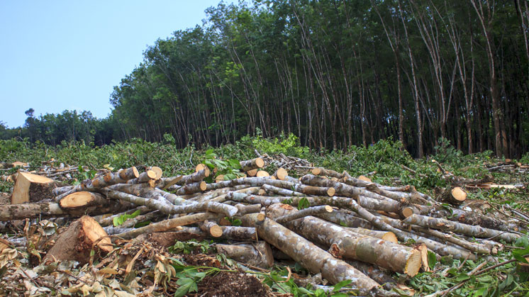 deforestation climate change