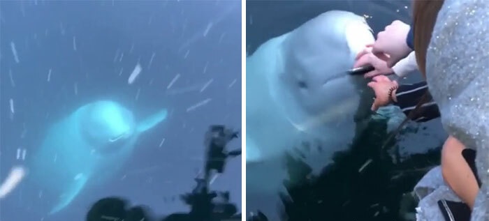 Beluga Whale Saves An iPhone!!