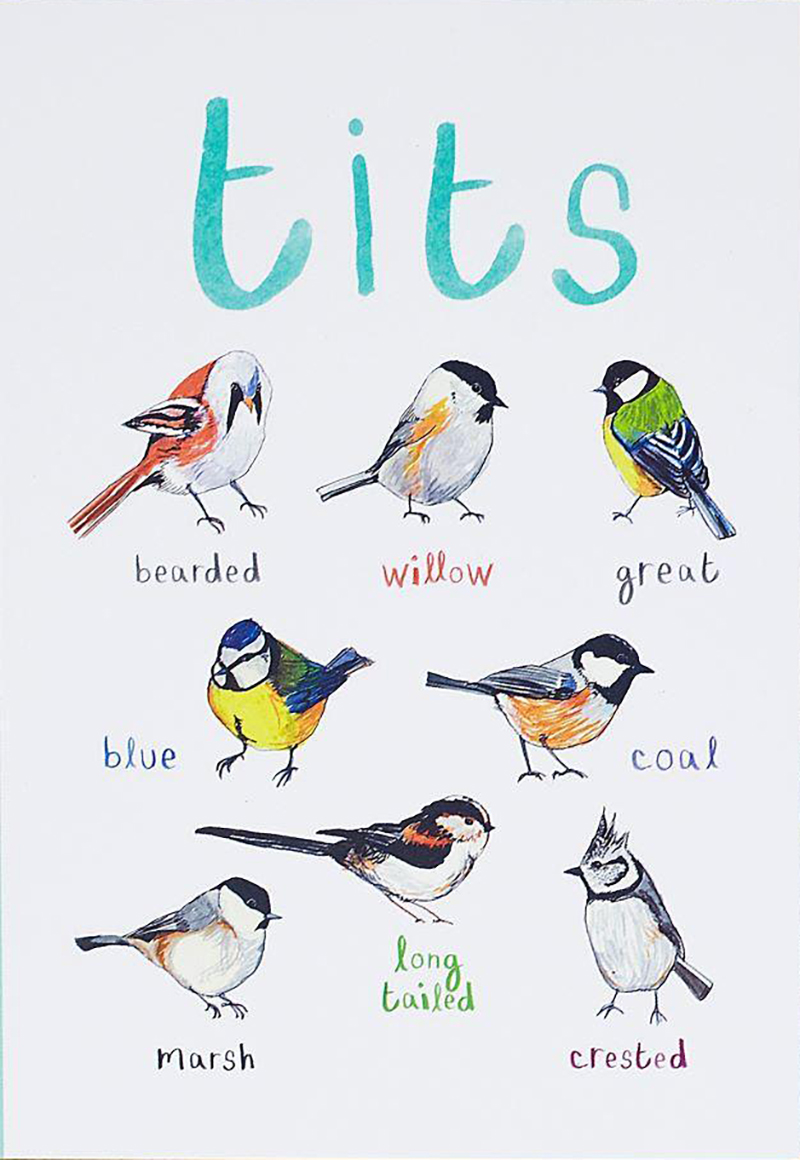 tits tea towel - tits S. bearded Willow great blue coal long, tailed marsh crested