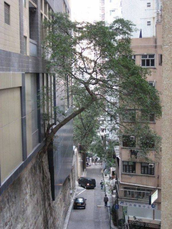 tree growing on building hong kong