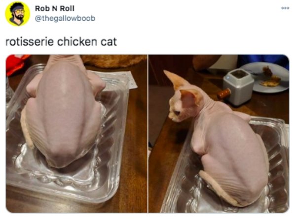 funny tweets - fauna - Rob N Roll rotisserie chicken cat