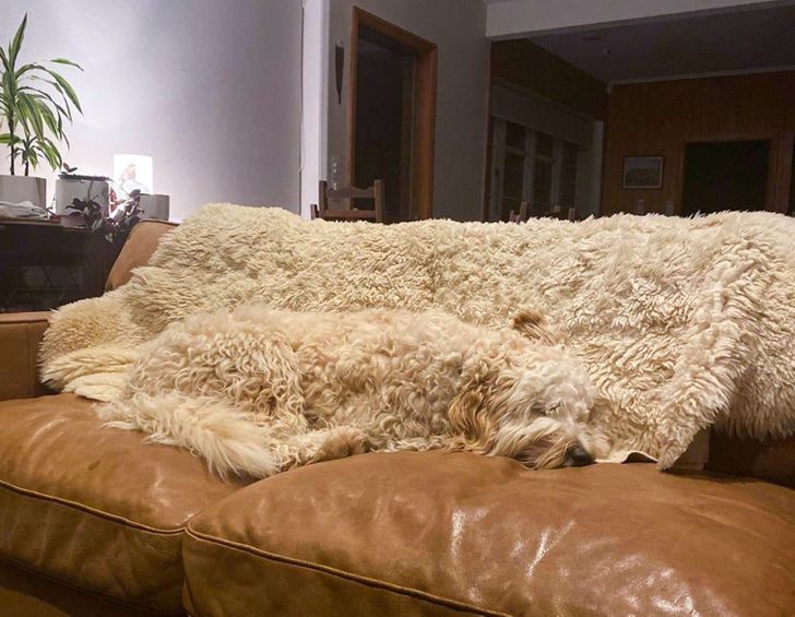 “Has anyone seen the dog? He was just here.”