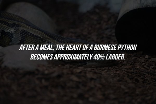 rock burger - After A Meal, The Heart Of A Burmese Python Becomes Approximately 40% Larger.