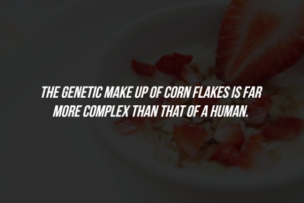 close up - The Genetic Make Up Of Cornflakes Is Far More Complex Than That Of A Human.