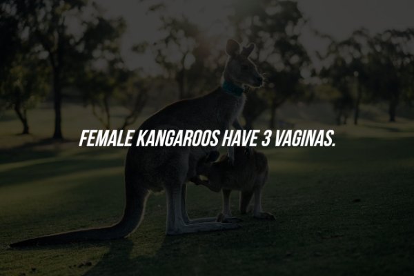 Kangaroo - Female Kangaroos Have 3 Vaginas.