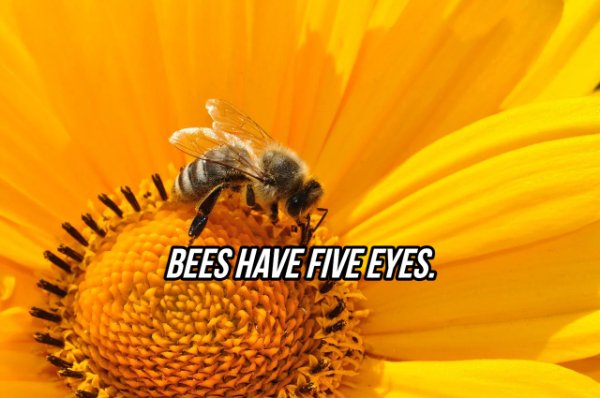 flowers bee - Bees Have Five Eyes