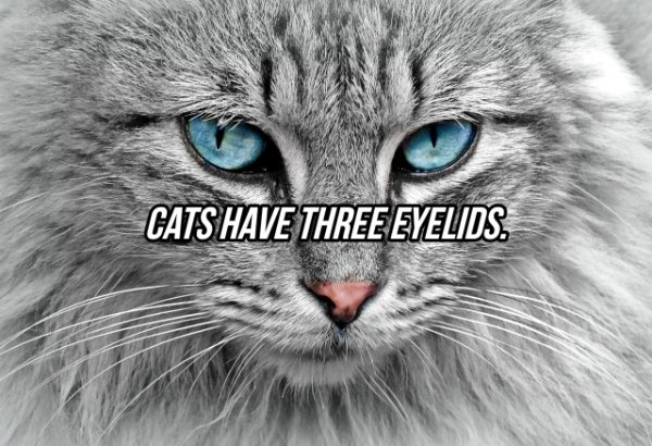 cat with blue eyes - Cats Have Three Eyelids.