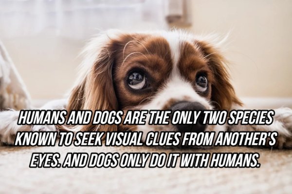 pet - Humans And Dogs Are The Only Two Species Known To Seek Visual Clues From Another'S Eyes. And Dogs Only Do It With Humans.