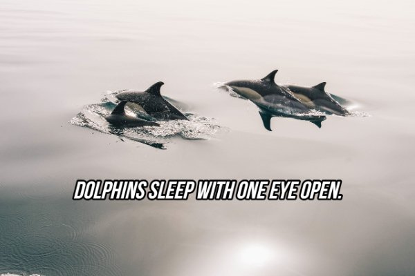 Dolphins Sleep With One Eve Open.