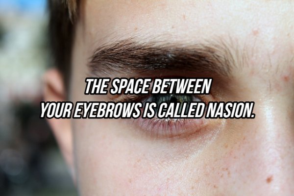 m burger - The Space Between Your Eyebrows Is Called Nasion.
