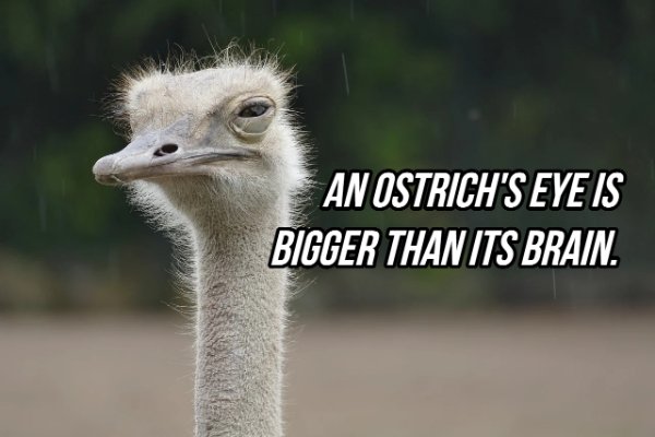 rust bucket - An Ostrich'S Eye Is Bigger Than Its Brain.