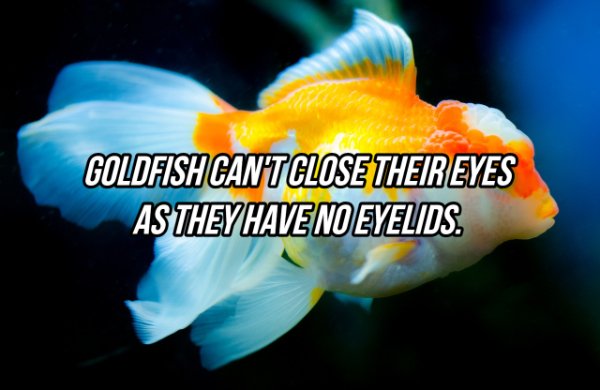 fish - Goldfish Cant Close Their Eyes As They Have No Eyelids.