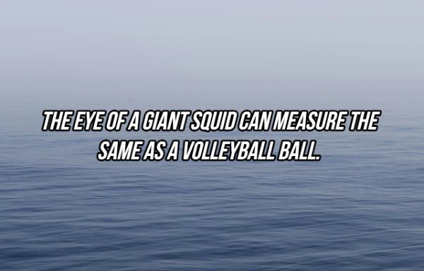 sea - The Eye Of A Giant Squid Can Measure The Same As A Volleyball Ball