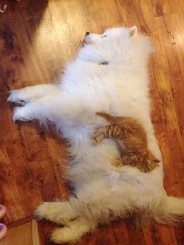 cats using dogs as pillows