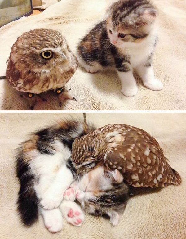 owl and cat