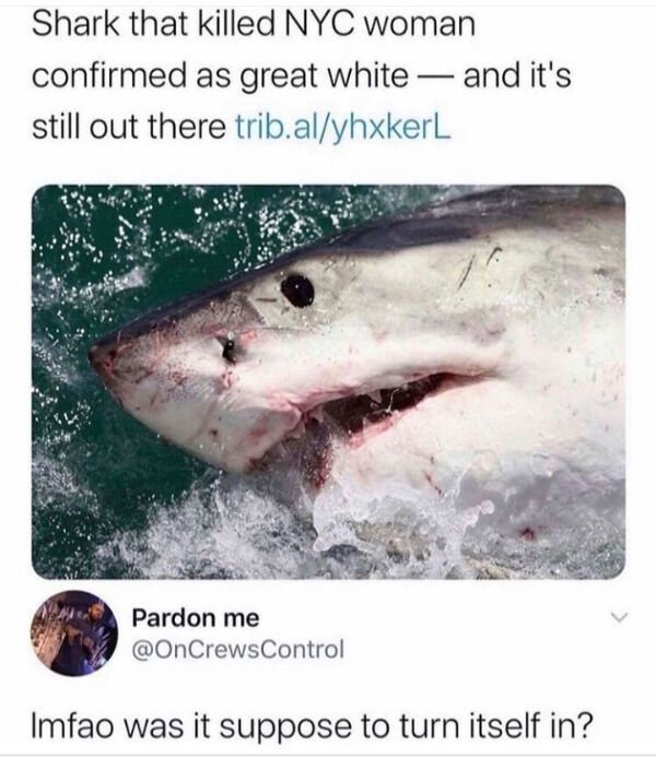 shark face eyes - Shark that killed Nyc woman confirmed as great white and it's still out there trib.alyhxkerL Pardon me Imfao was it suppose to turn itself in?