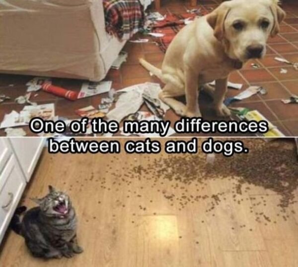 badass animal meme - One of the many differences between cats and dogs.