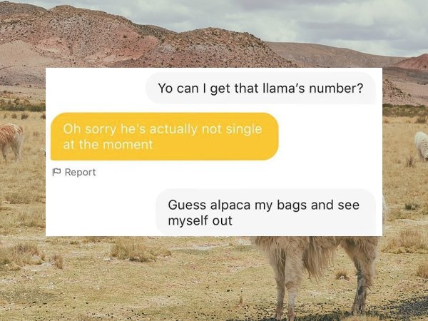 fauna - Yo can I get that llama's number? Oh sorry he's actually not single at the moment Report Guess alpaca my bags and see myself out