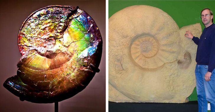 iridescent ammonite new york museum natural history