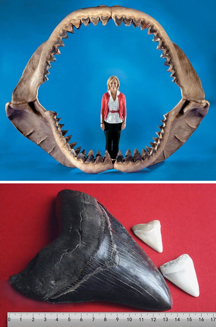 megalodon jaw - 0 3 5 6 00 10 11 12 13