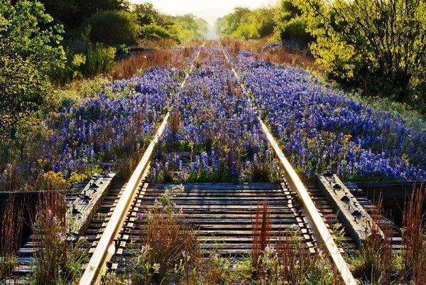 nature railroad