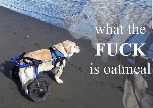 wtf is oatmeal - what the Fuck is oatmeal Steet