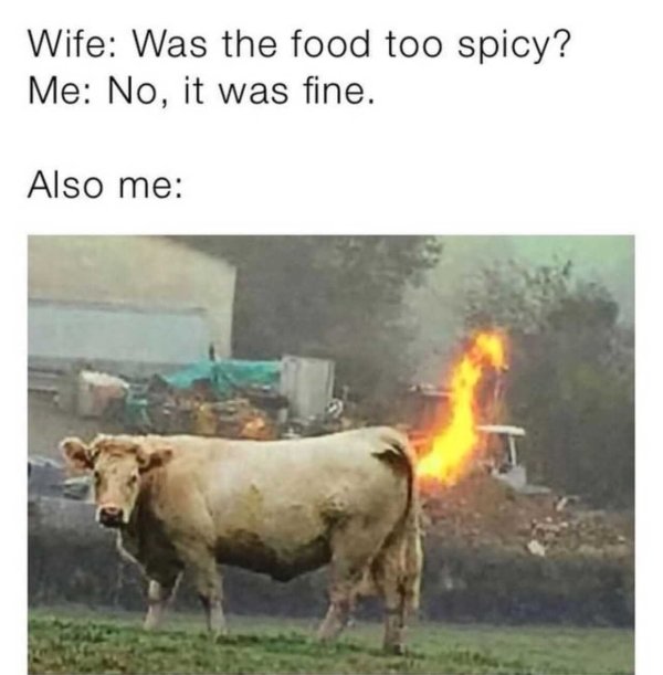 funny marriage memes - exploding cows - Wife Was the food too spicy? Me No, it was fine. Also me