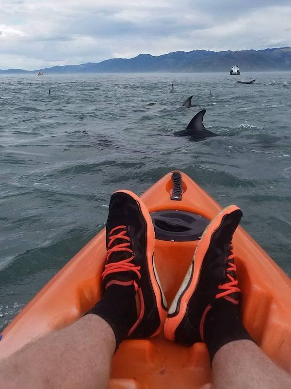 funny pics and memes - guy kayaking in water filled with sharks