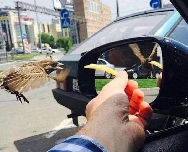 funny pics and memes - cool photo of bird eating a french fry
