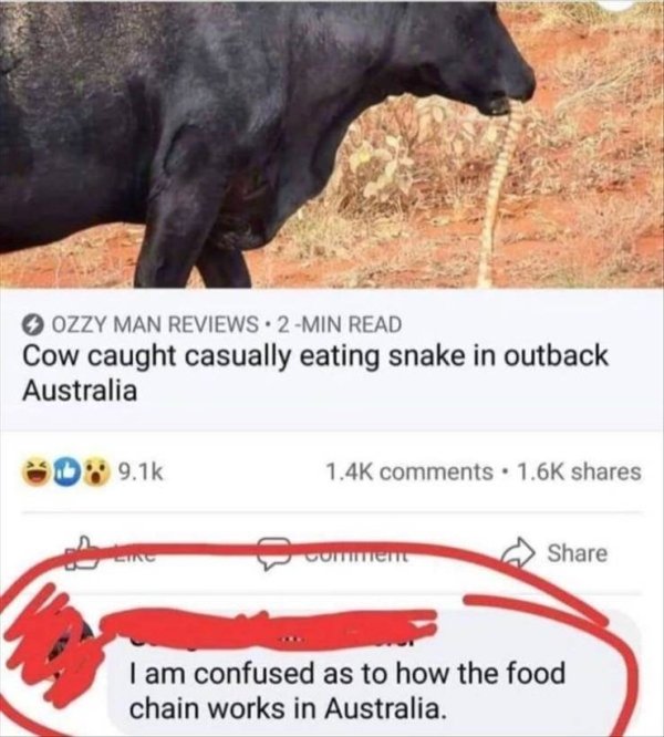 funny pics and memes - Cow caught casually eating snake in outback Australia - I am confused as to how the food chain works in Australia.