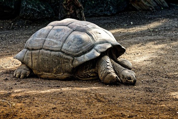 A giant tortoise species was believed to be extinct for 113 years, only for it to be discovered again in Galápagos, 2019.
