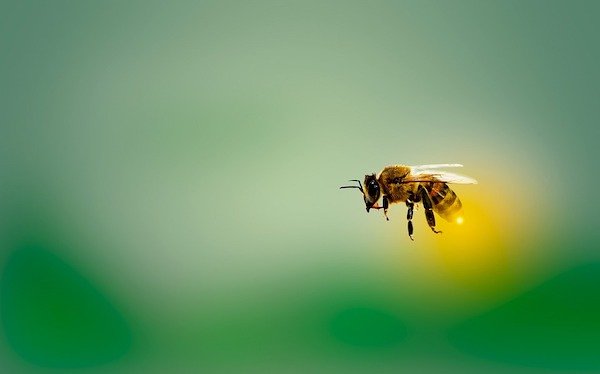 stingless honey bee