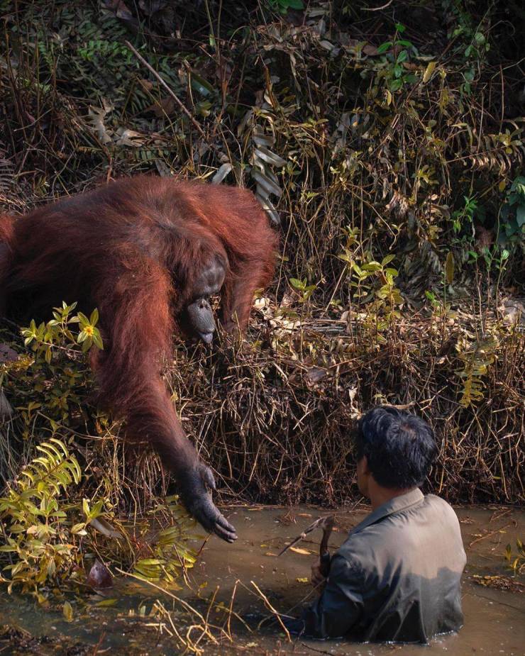 “The incredible photo captures the moment an orangutan reached out to help a conservationist who appeared to be stuck in a river. The picture was taken in a conservation forest area in Borneo as the man searched for snakes in the river to protect apes living in the area.”