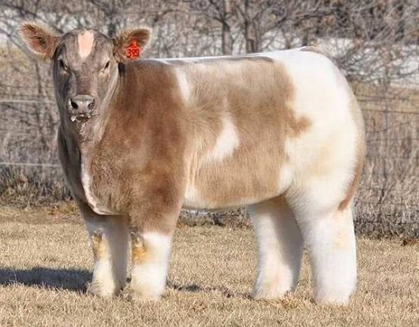 fluffy baby cow -