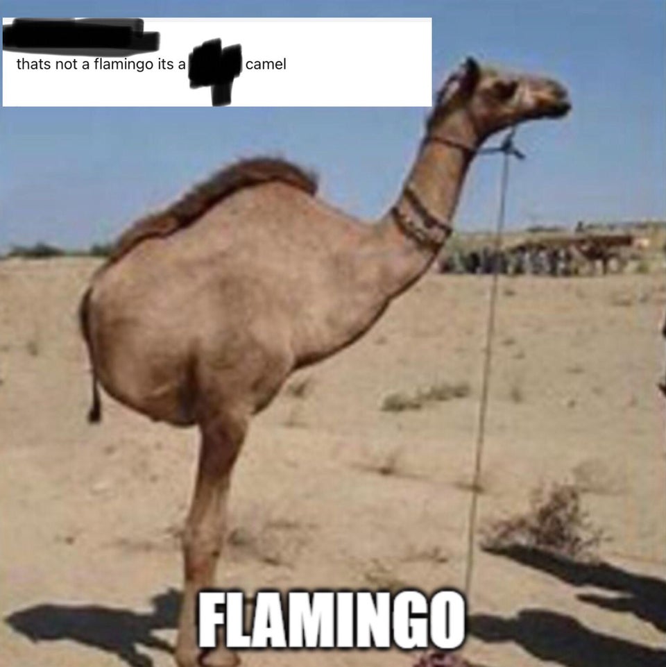 panorama camel - thats not a flamingo its a camel Flamingo