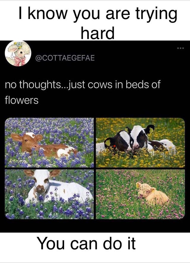 fauna - I know you are trying hard no thoughts...just cows in beds of flowers You can do it