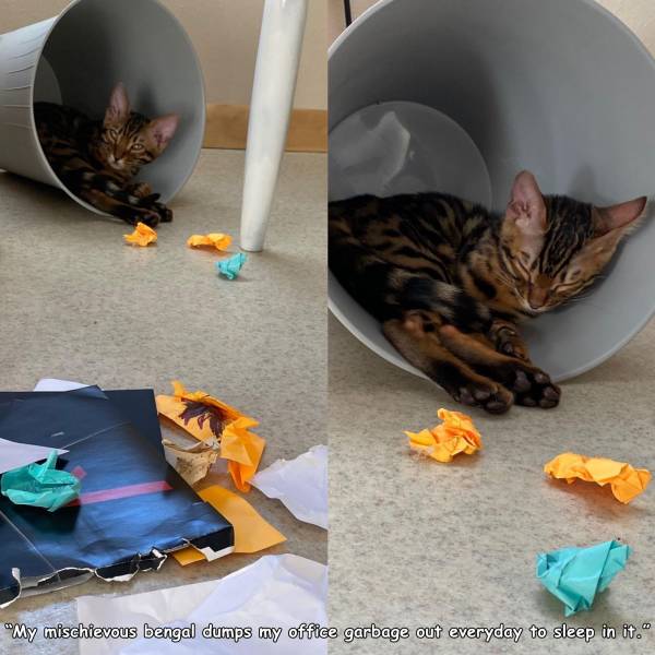 kitten - "My mischievous bengal dumps my office garbage out everyday to sleep in it."