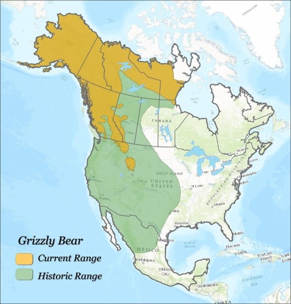 grizzly bears map - Canada om Great Pins United States Appalachian Mountain Dallas Houston het ca Mexico Cuba Grizzly Bear Current Range Historic Range adala Portu Pro Sant Dom Mexile City Caribe Sea Guatemala