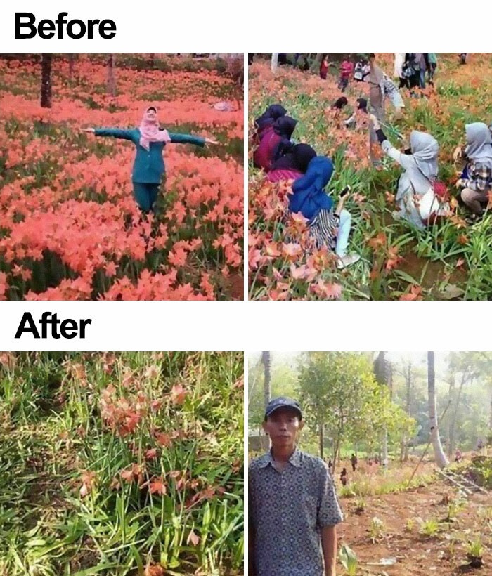 trampled flower fields - Before After