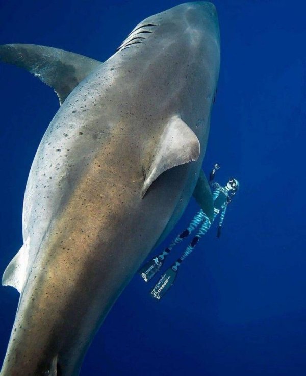 great white shark off hawaii - To Cress