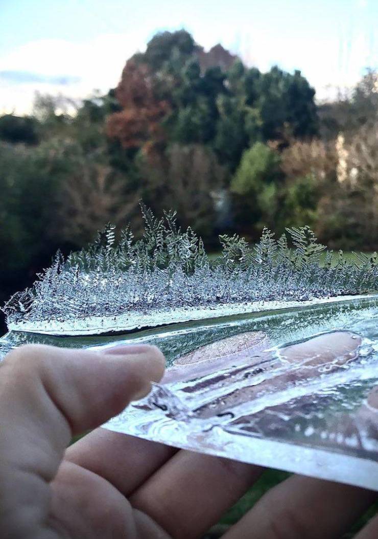 “The way this ice has formed looks like a tiny forest.”