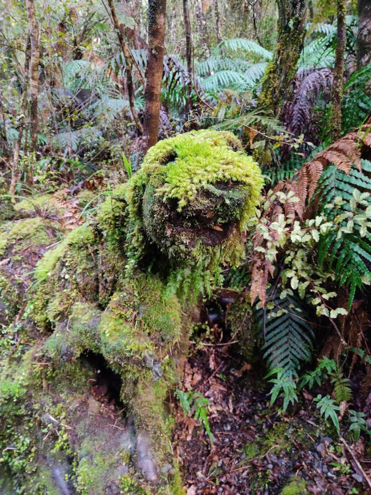 “I went hiking and found a rock/log that resembled a giant moss puppy.”